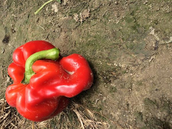 A misshapen pepper